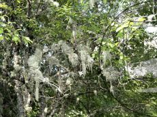 Usnea-florida_стация_Prunus